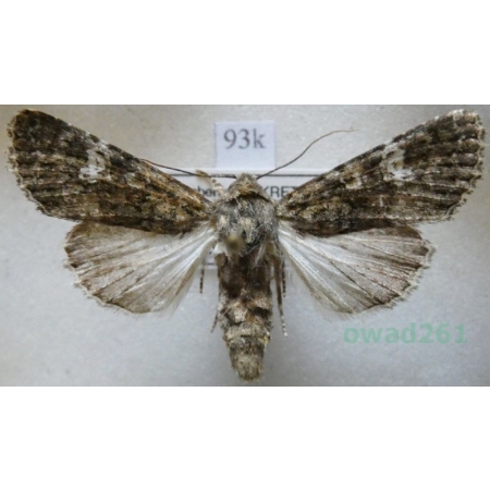 Polymixis serpentina (Treitschke, 1825) Greece, Kreta93k